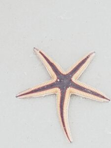 Destin Florida Vacations Starfish on Beach