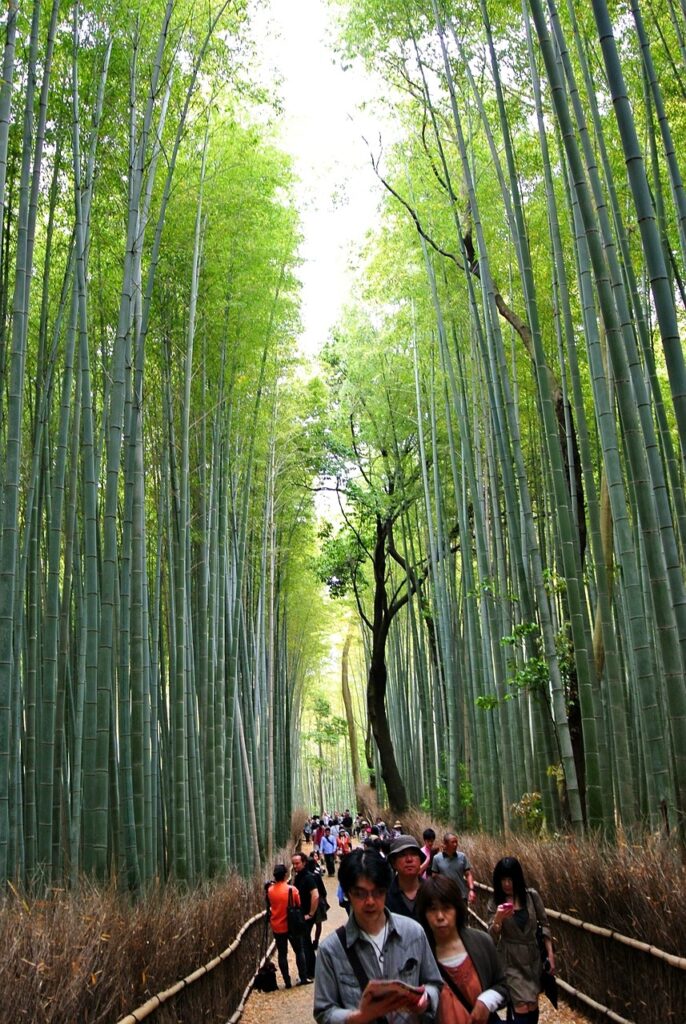 Bamboo Groves in Arashiyama - Travel Destinations 